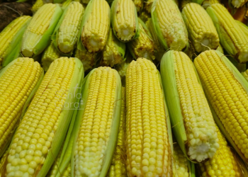 ¿Anda buscando elotes para las chorreadas?