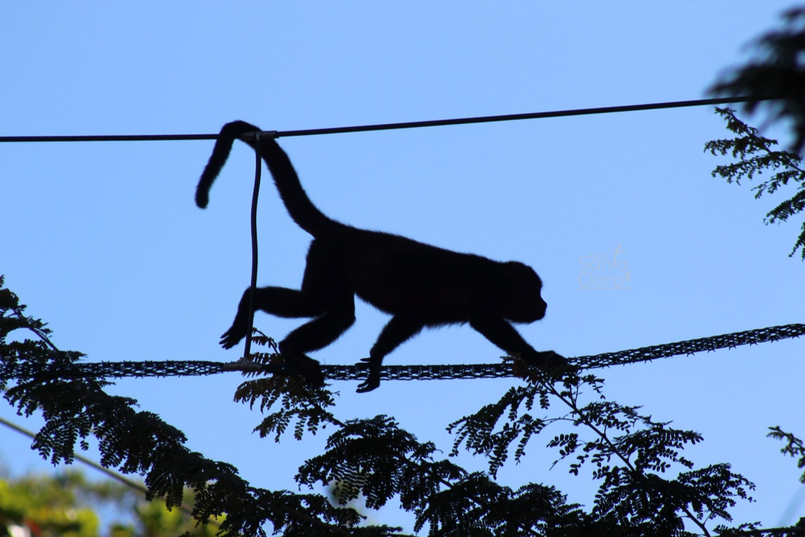 II Parte: pasos de fauna… la historia detrás de una ley para proteger la vida silvestre